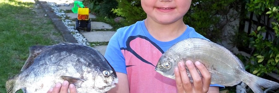 Micah van Zyl (6) is sommer baie trots op sy heel eerste eetvis wat hyself naby Pearly Beach gevang het, â€˜n Kolstert (regs). Die galjoen (links) is deur sy pa, Nikey van Zyl gevang. Micah is die seun van Nikey en Michelle van Zyl van Wellington en sy trotse grootouers is Francois en Deonora de Jongh, eienaars van Gansbaai Courant.